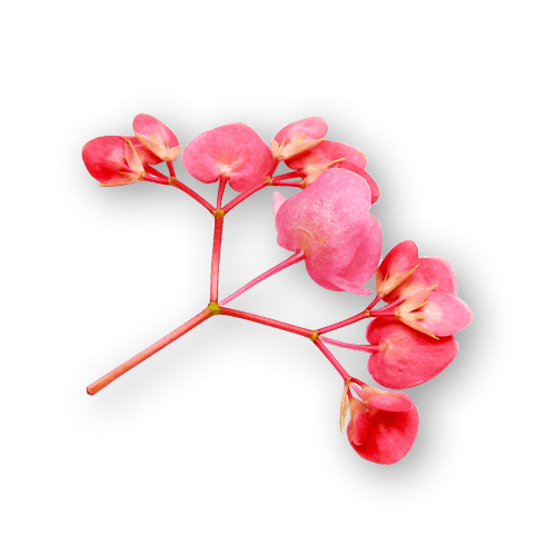 Apple Blossoms