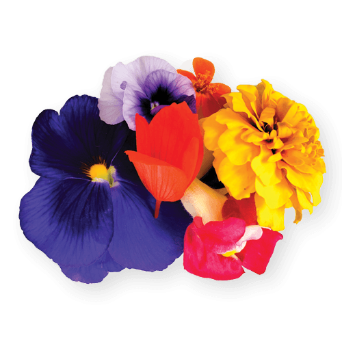 Flower Mix
