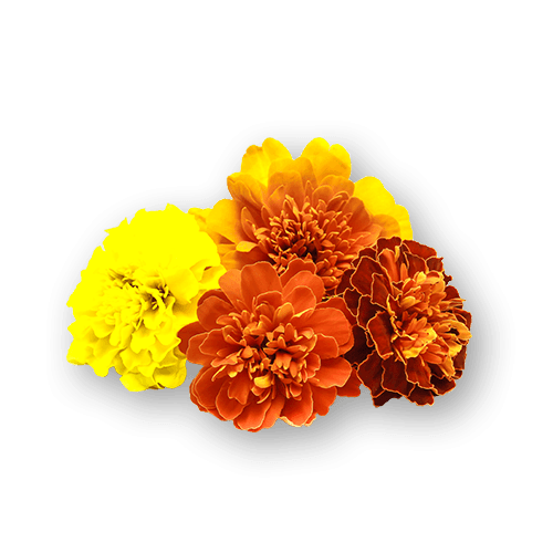 Marigolds