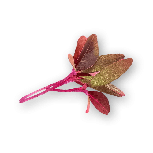 Micro Amaranth