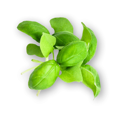 Micro Basil