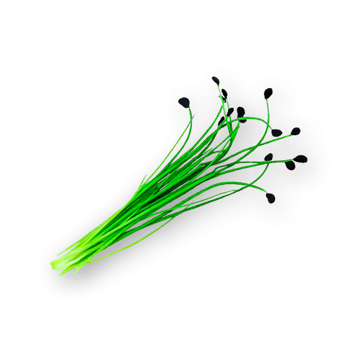 Micro Chives