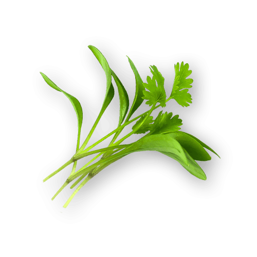 Micro Cilantro