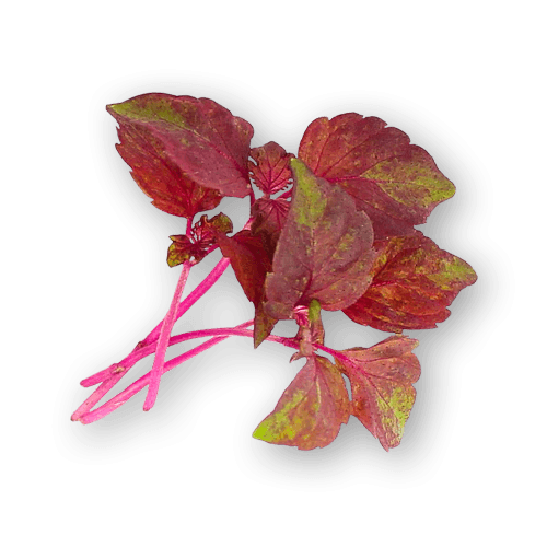 Micro Shiso