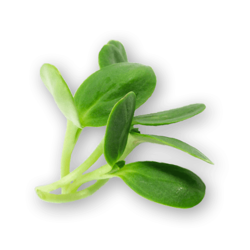 Micro Sunflower