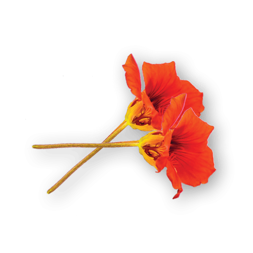 Nasturtium Flowers