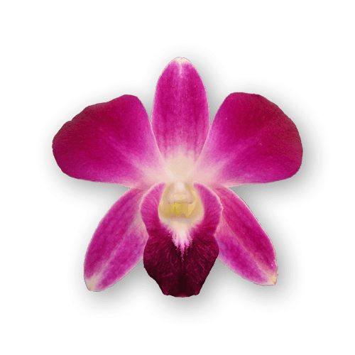 Orchids