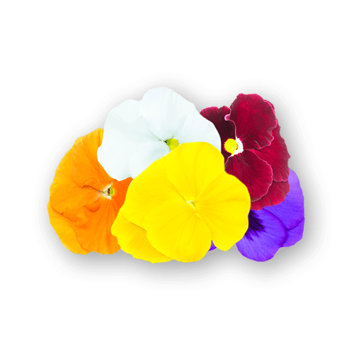 Pansy Mix