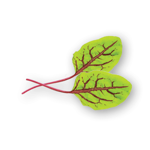 Sorrel