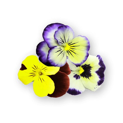 Violas