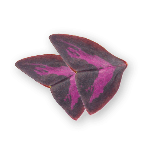 Butterfly Leaves