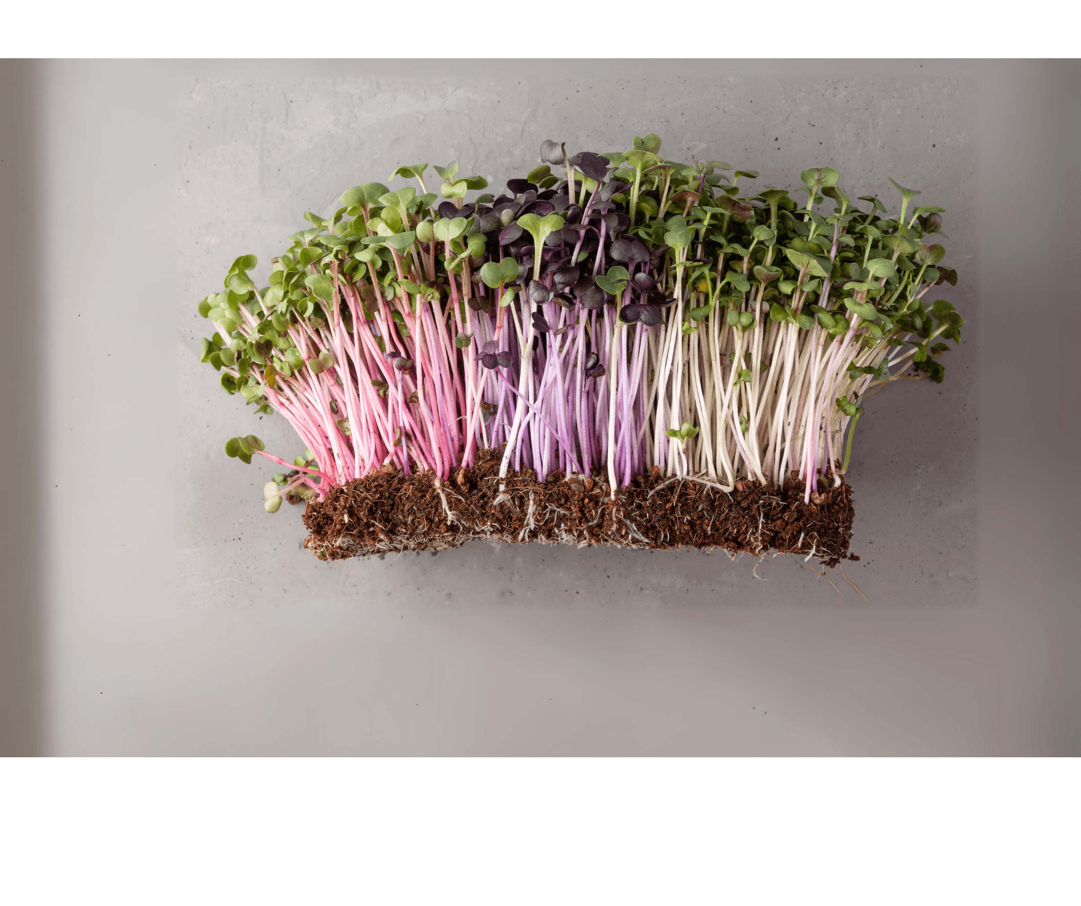 Fresh Microgreens